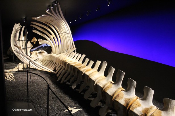 IMG_8901 - copia.JPG